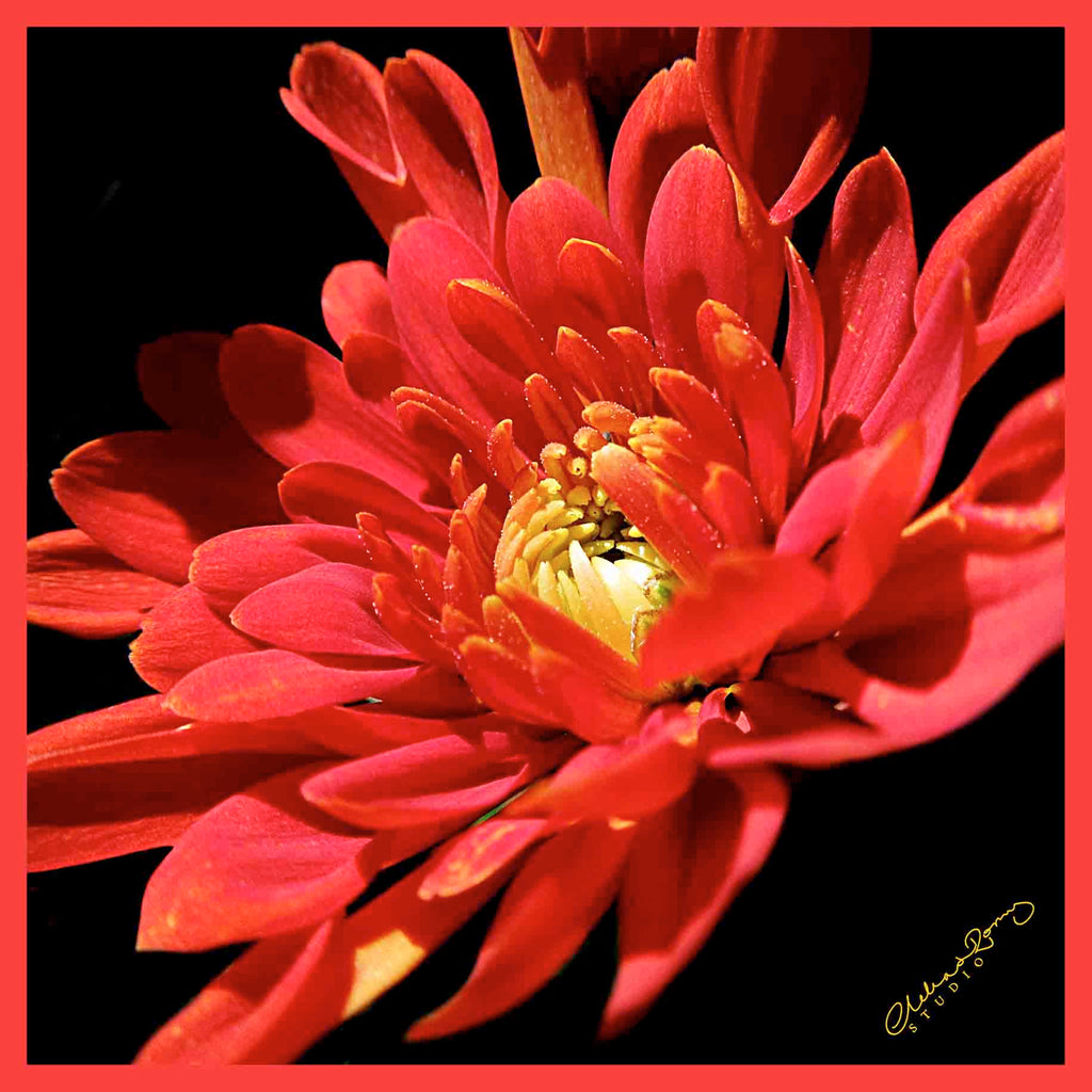 Clelia & Romy Studio Large red flower on black CM561-1 90cm