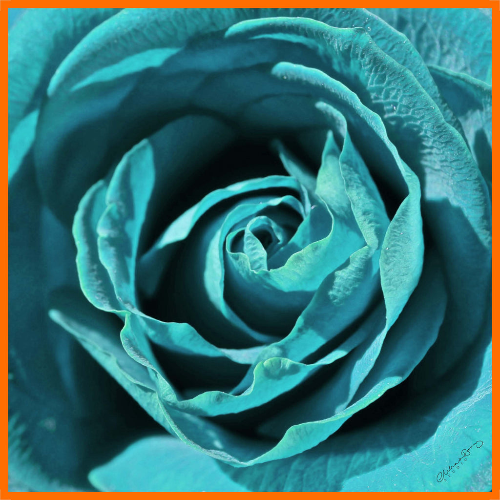 Clelia & Romy Studio large black/aqua rose CM575-2 90cm